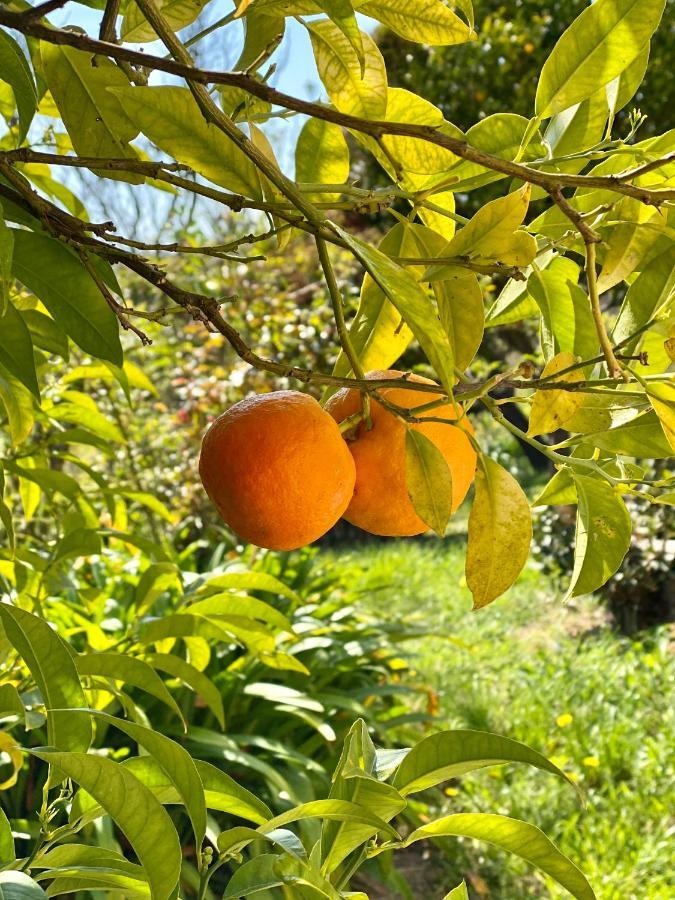 Ravissante Maison A St Paul De Vence سان بول دي فينس المظهر الخارجي الصورة